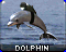 Dauphin