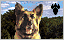 Chien d'Attaque