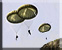 3★ Parachutistes - niveau 2