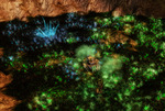 Le tiberium